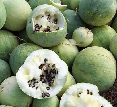 吃瓜黑料,吃瓜黑料背后的真相与反思